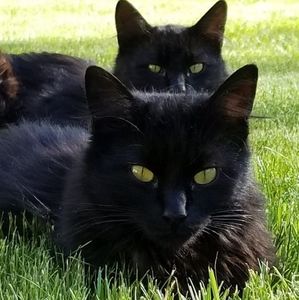 Meet your Posher, Diane